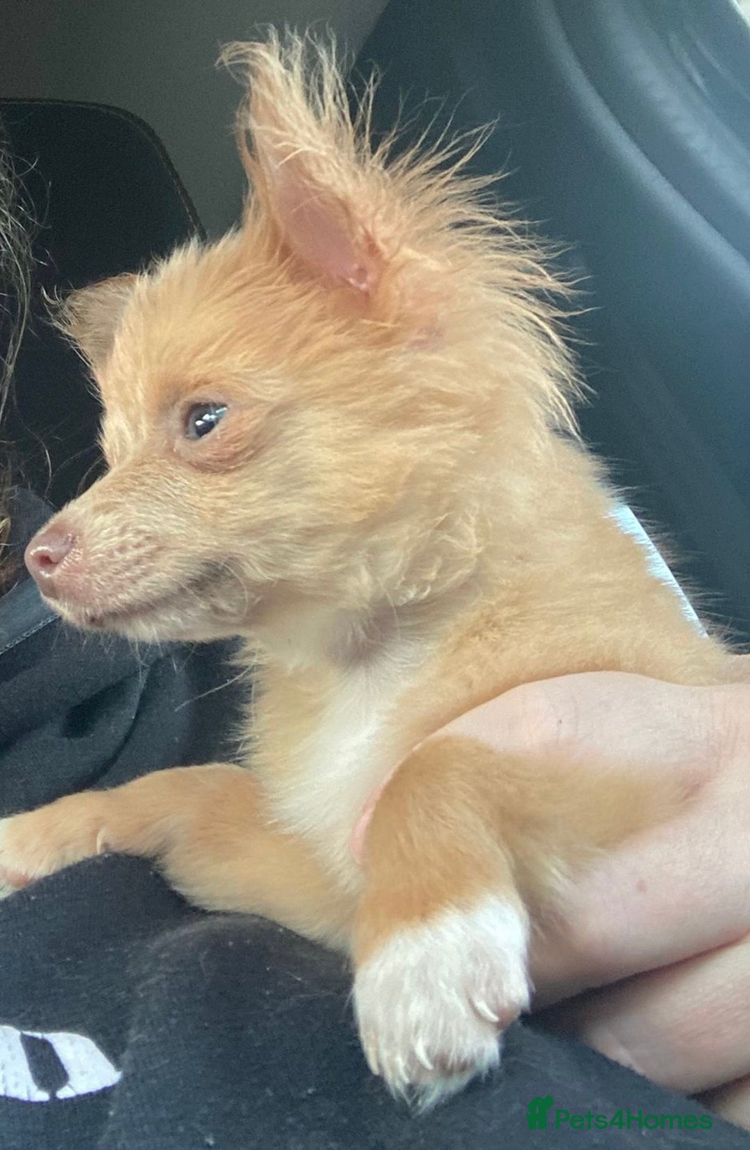 Chihuahua dogs for sale: Male Chihuahua puppy born on 22 April  - Image 3