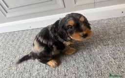 Cockapoo dogs for sale: Beautiful Cockerpoo Puppies. (Sand, Merle, Black) - Image 14