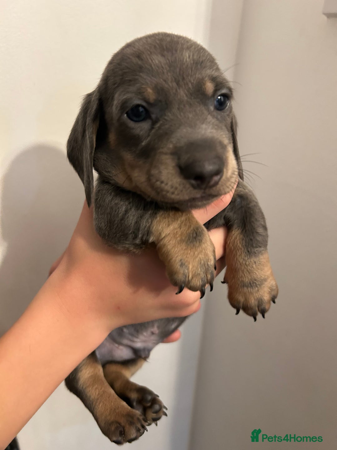Dachshund dogs for sale: 5 stunning Dachshund puppies - Image 9