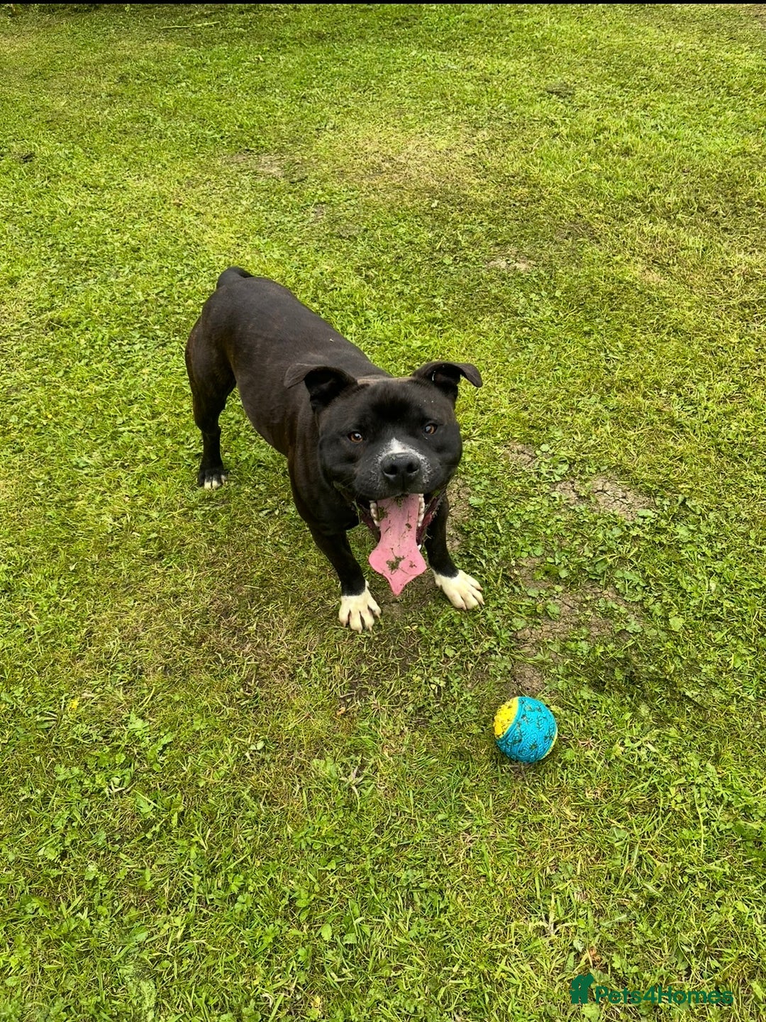 Staffordshire Bull Terrier dogs for sale: Heartbreaking Decision to Rehome  - Advert 5