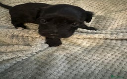 Yorkiepoo dogs for sale: Yorkiepoo puppies - Advert 2