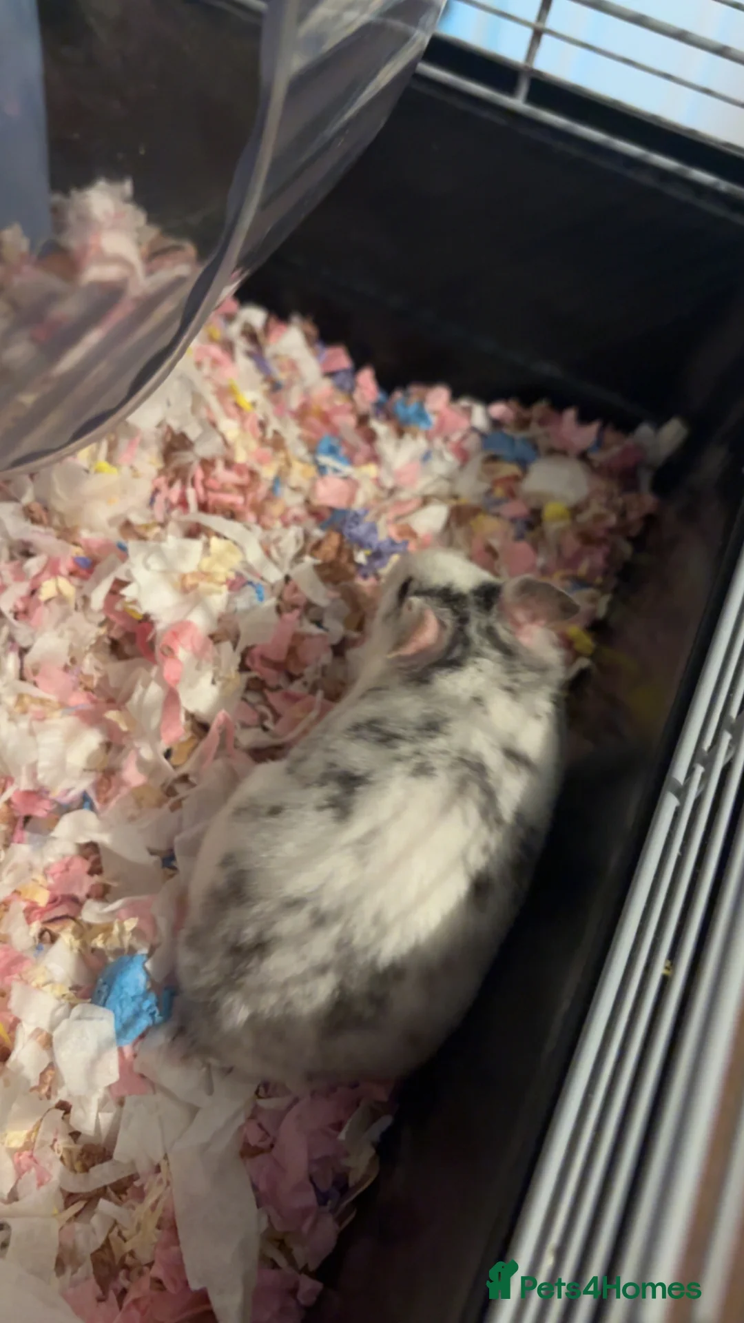 Hamster rodents for sale: Female syrian - Advert 5