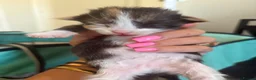 Maine Coon cats for sale: Maincoone kittens ready to reserve  - Advert 5