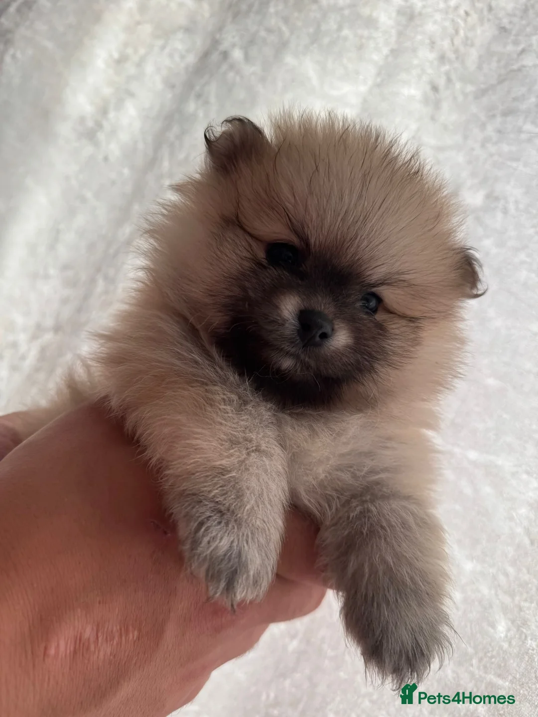 Pomeranian dogs for sale: Purebred Pomeranian puppies  in Southampton - Advert 2