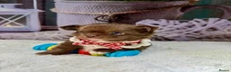 Chihuahua dogs for sale: 💙🤎Unique KC LC Chocolate Chihuahuas, 2 Boys🤎💙 - Advert 7