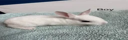Rex rabbits for sale: Pure bred mini Rex 🐰  - Advert 6
