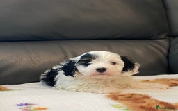 Cavapoo dogs for sale: Super cute, health tested, friendly Cavapoo pups  - Image 3