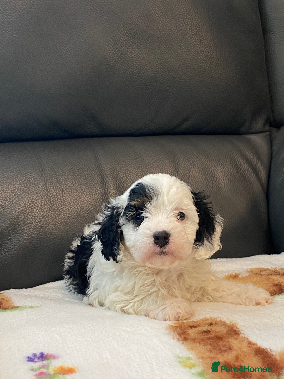 Cavapoo dogs for sale: Super cute, health tested, friendly Cavapoo pups  - Image 3