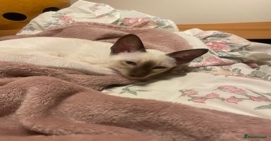 Siamese cats - Advert 6