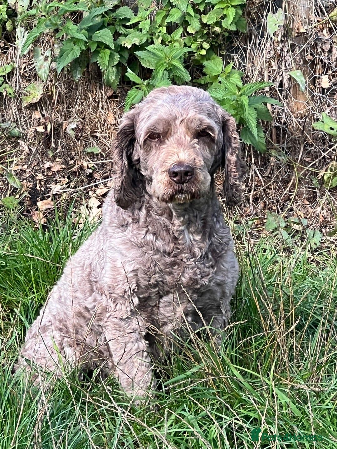 Cockapoo dogs for stud: OUTSTANDING CHOCOLATE F1 COCKAPOO FULLY DNA TESTED in Radstock - Image 4