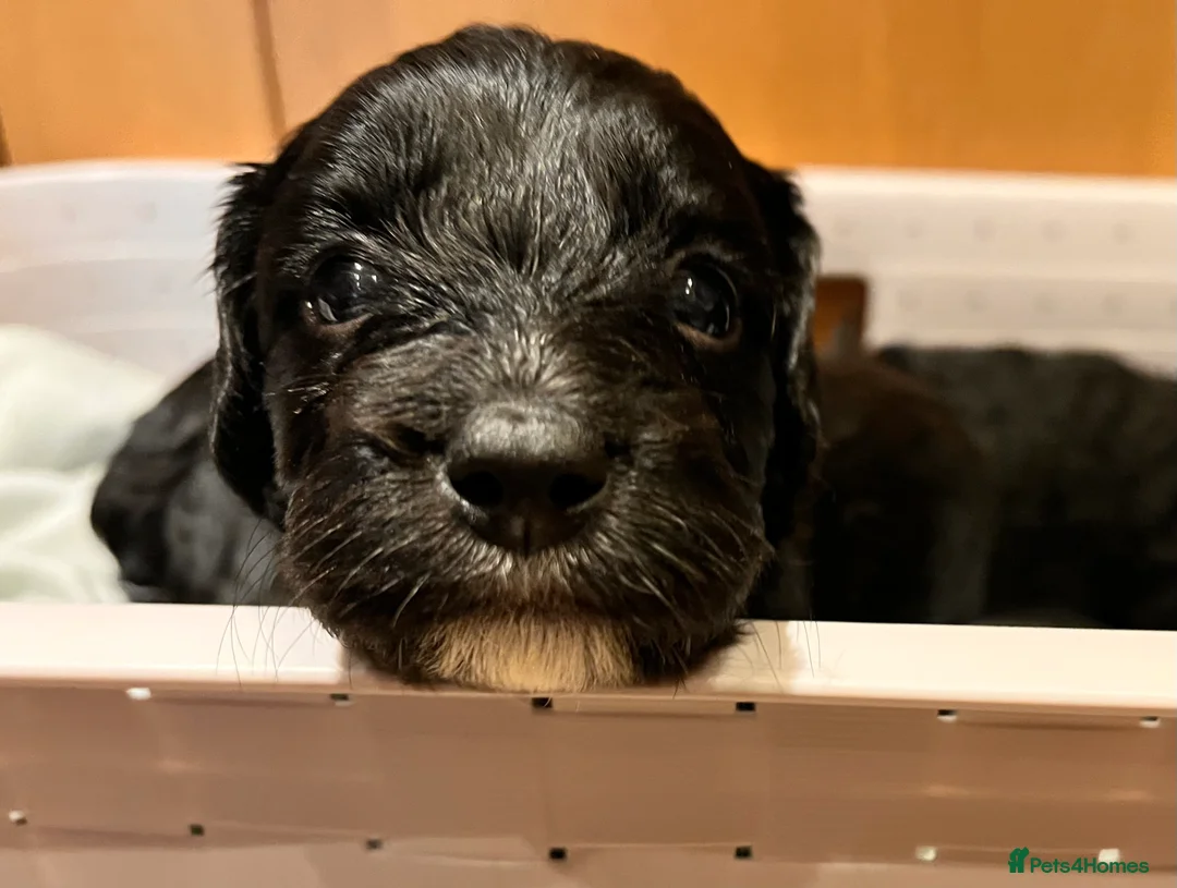 Mixed Breed dogs for sale: Stunning black Australian labradoodle pups - Advert 28