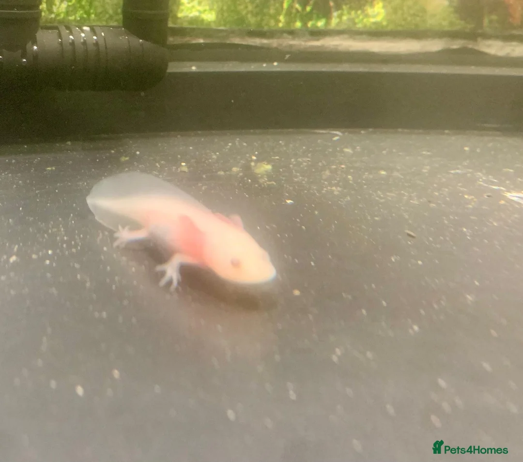 Other/Mixed Breed fish for sale: Axolotl full set up x2  - Advert 2