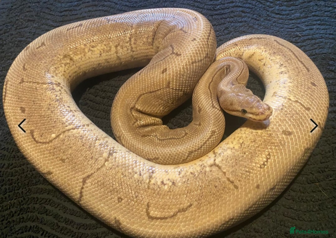 Python Snake reptiles for sale: Female royal pythons - Image 10