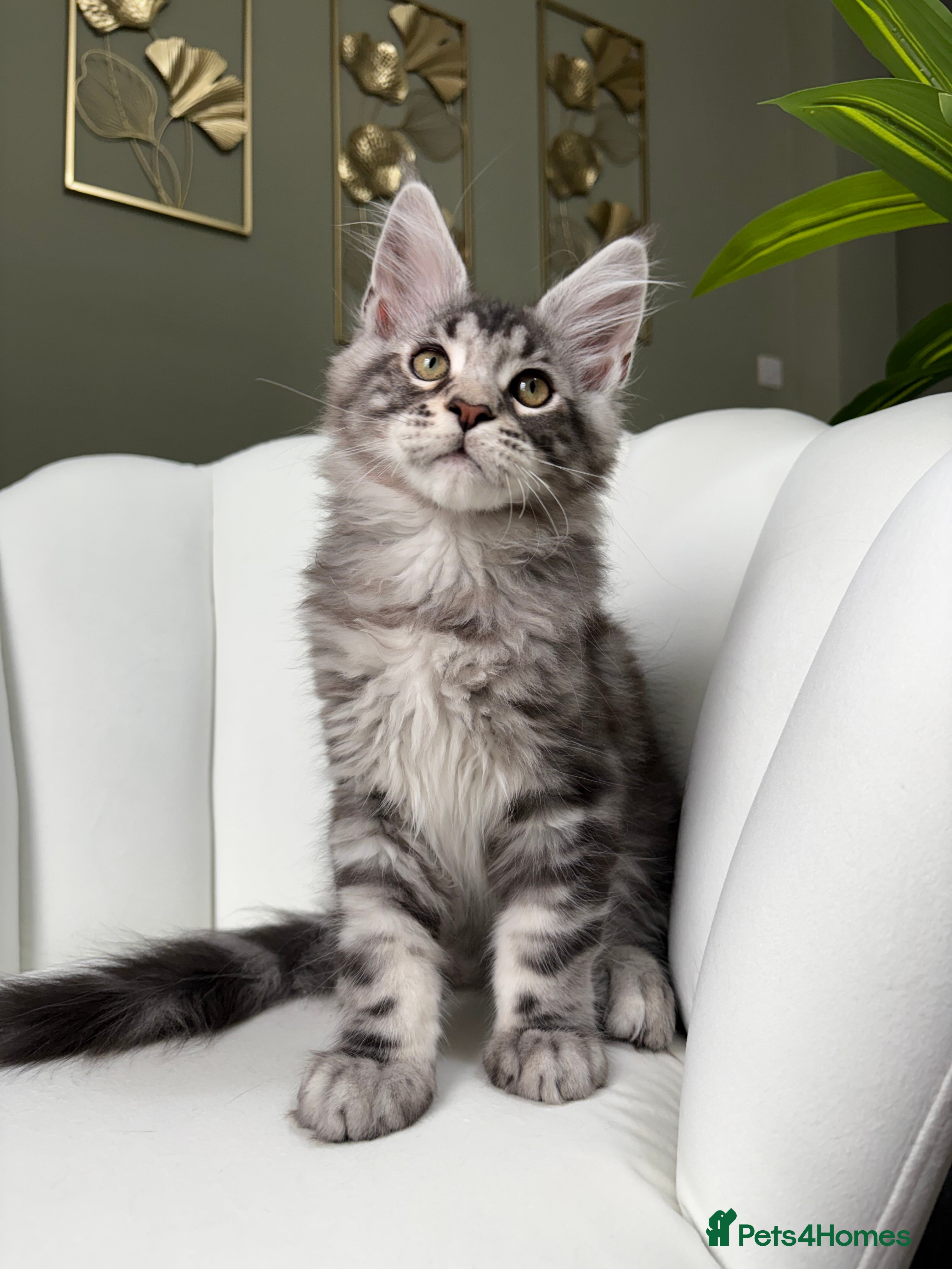 Maine Coon cats TICA Maine Coon Kittens 🐾 Ready now 💕 - Advert 1
