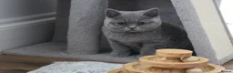 British Shorthair cats for sale: Blue British Shorthair ✨ chunky teddy bear kittens - Advert 4