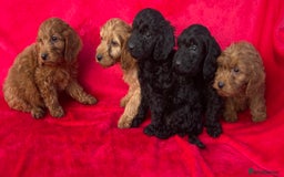 Cockapoo dogs for sale: Gorgeous cockapoo puppies - Image 8