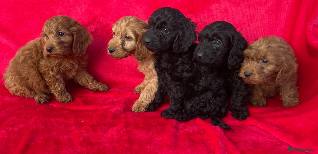 Cockapoo dogs for sale: Gorgeous cockapoo puppies - Image 8