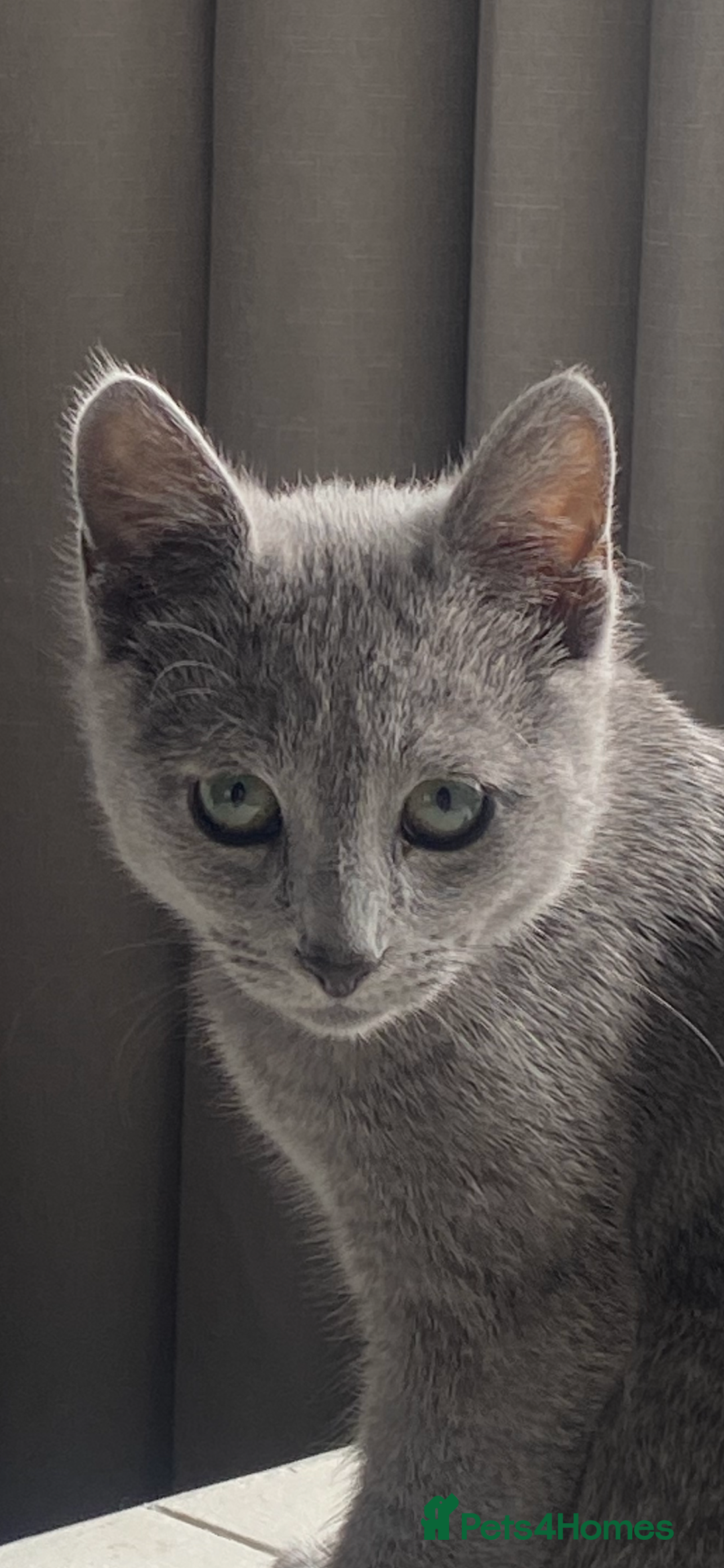 Russian Blue cats for sale: 5 Pure Pedigree Russian Blue Kittens *LAST MALE* - Image 10