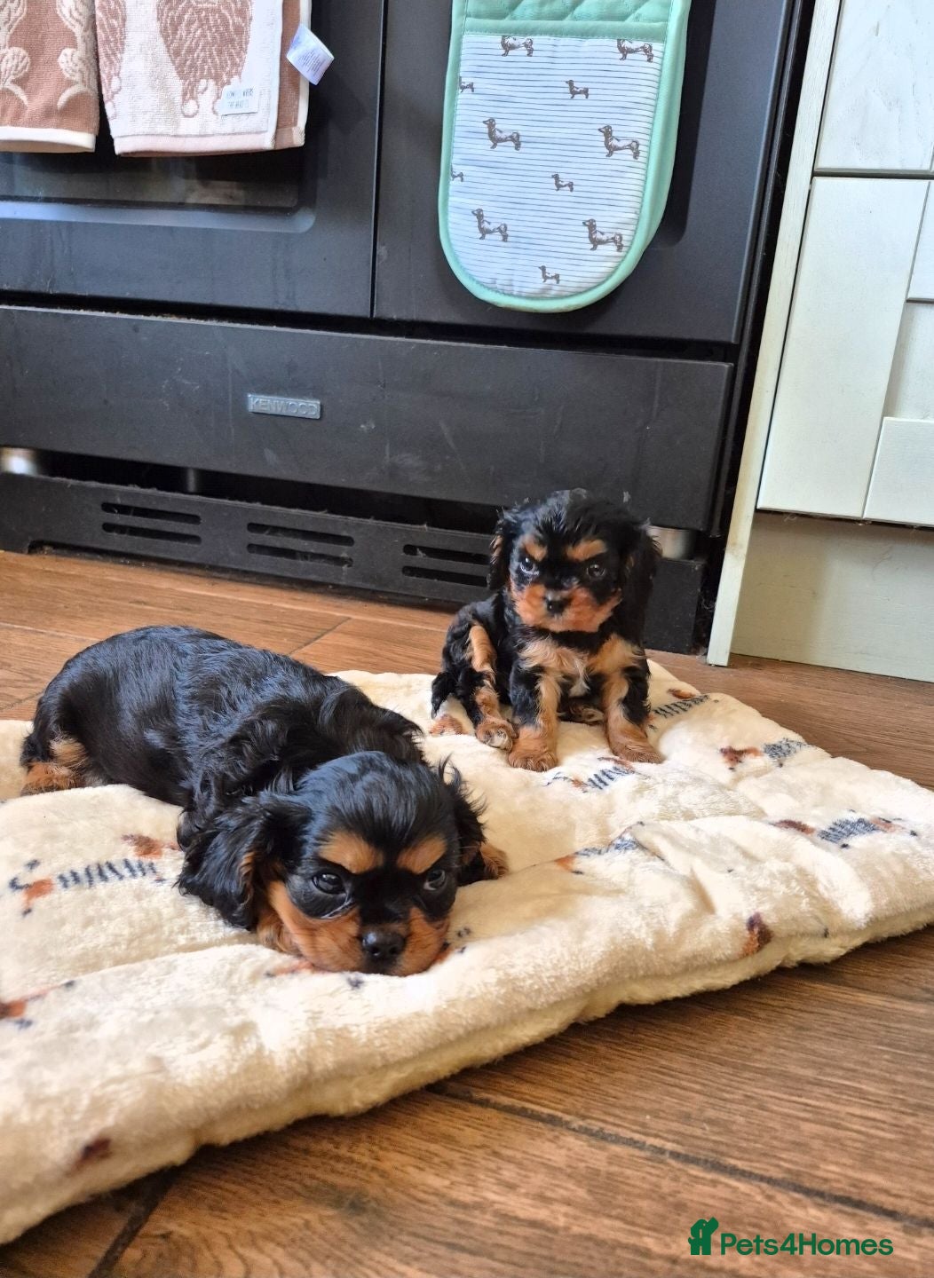 Cavalier King Charles Spaniel dogs * REDUCED * Cavalier King Charles Male Puppies  - Advert 1