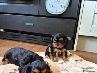 Cavalier King Charles Spaniel dogs * REDUCED * Cavalier King Charles Male Puppies - Advert 1