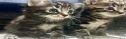 Bengal cats for sale: Bengal x kittens ready end of August 2 left  - Advert 8