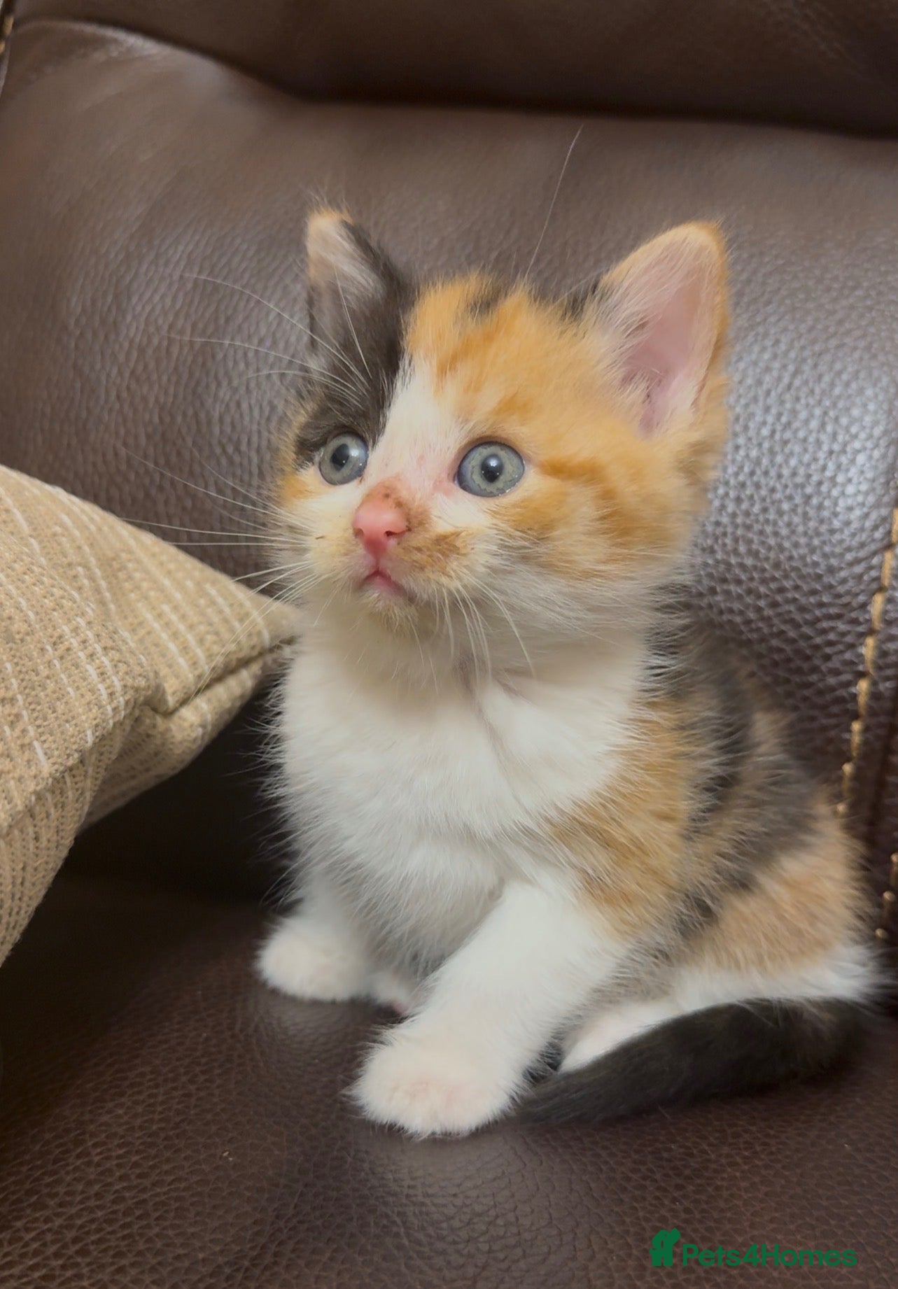 Mixed Breed cats for sale: Stunning Calico BSH - Advert 1