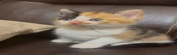 Mixed Breed cats for sale: Stunning Calico BSH - Advert 1