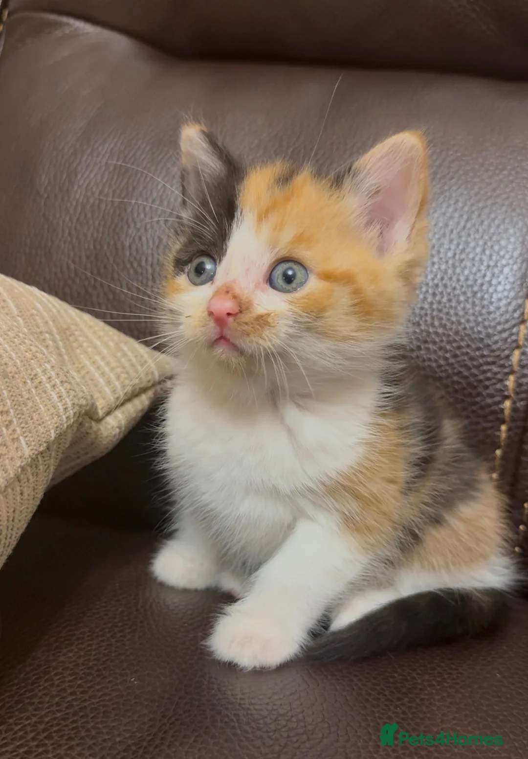 Mixed Breed cats for sale: Stunning Calico BSH - Advert 1
