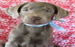 Labrador Retriever dogs for sale: Kc reg SILVER AND CHAMPAGNE LABRADORS  - Image 2