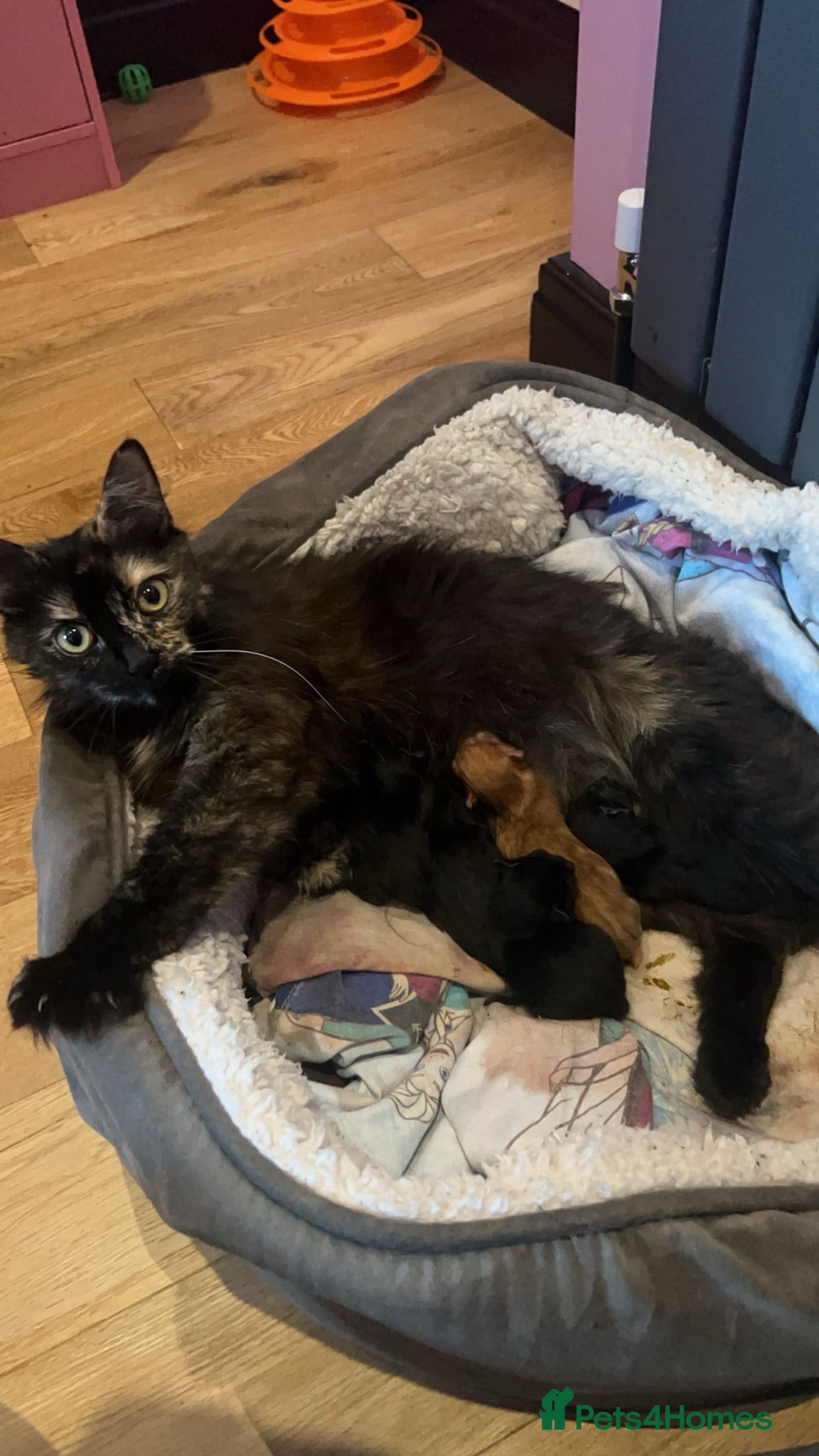 Mixed Breed cats Lovely kittens  - Advert 1