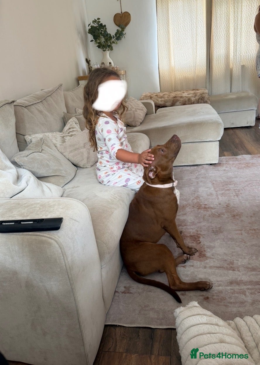 Mixed Breed dogs Lumi  - Advert 2