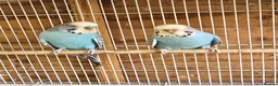 Budgerigars birds for sale: Colourful Budgies Healthy Social and Ready to Fly! - Advert 10
