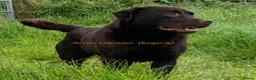 Labrador Retriever dogs for sale: Big Bear Looking to give Hugs - Advert 3