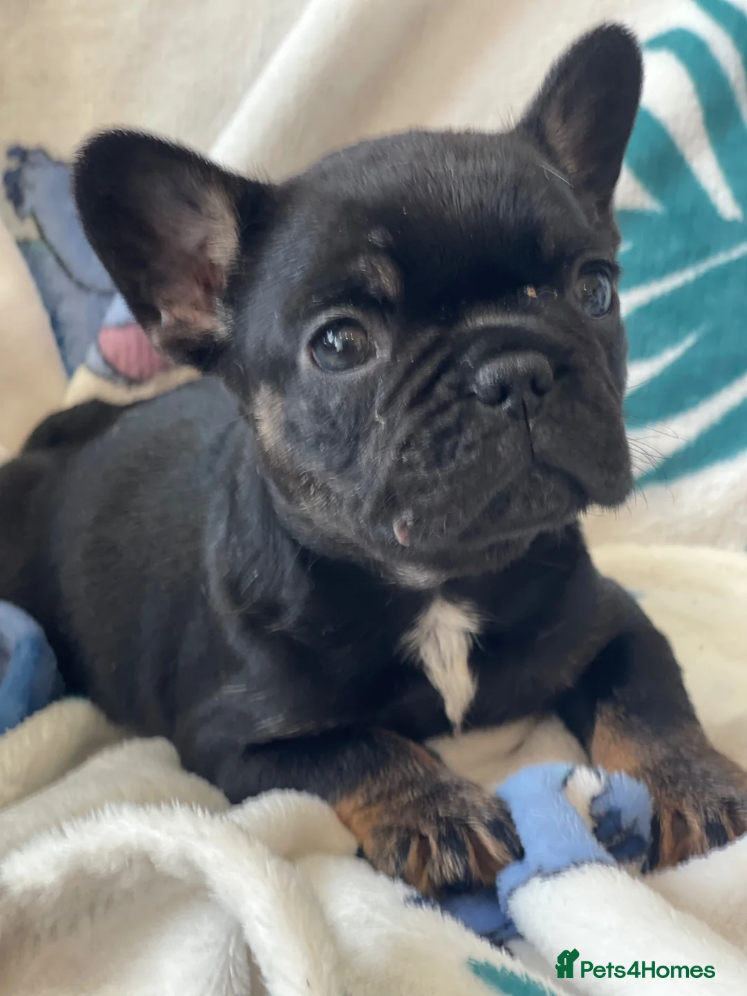 French Bulldog dogs for sale: RKC French bulldog puppies - Advert 2