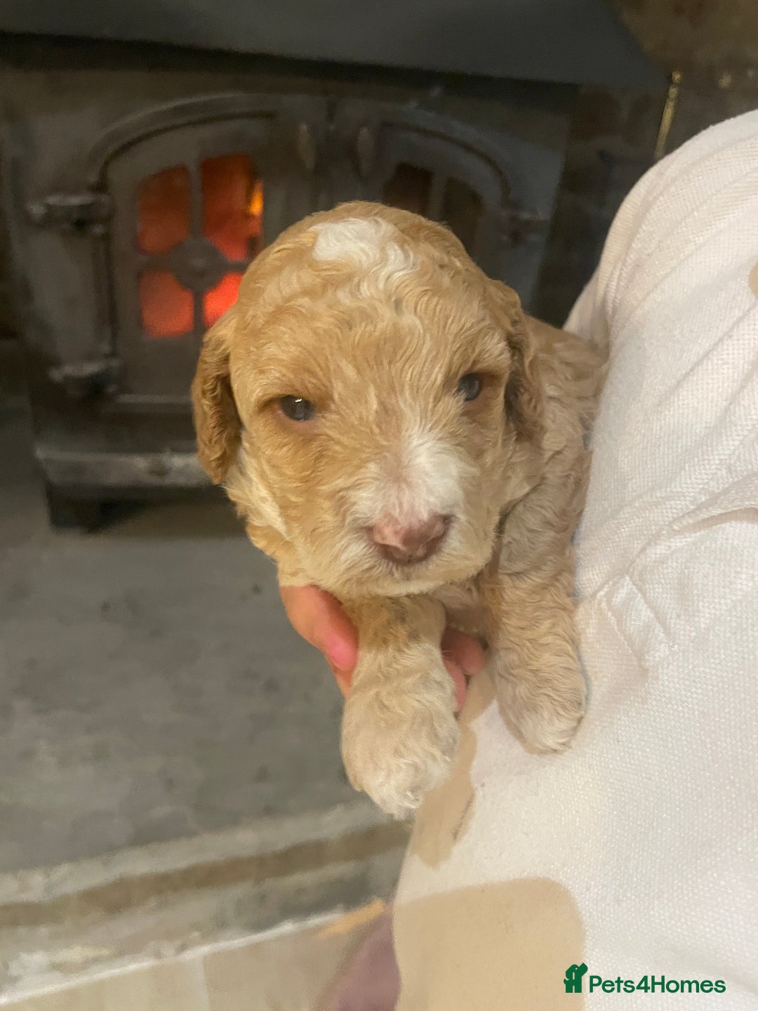 Cockapoo dogs for sale:  5⭐️ genetics F1b cockapoo apricot, chocolate - Image 9