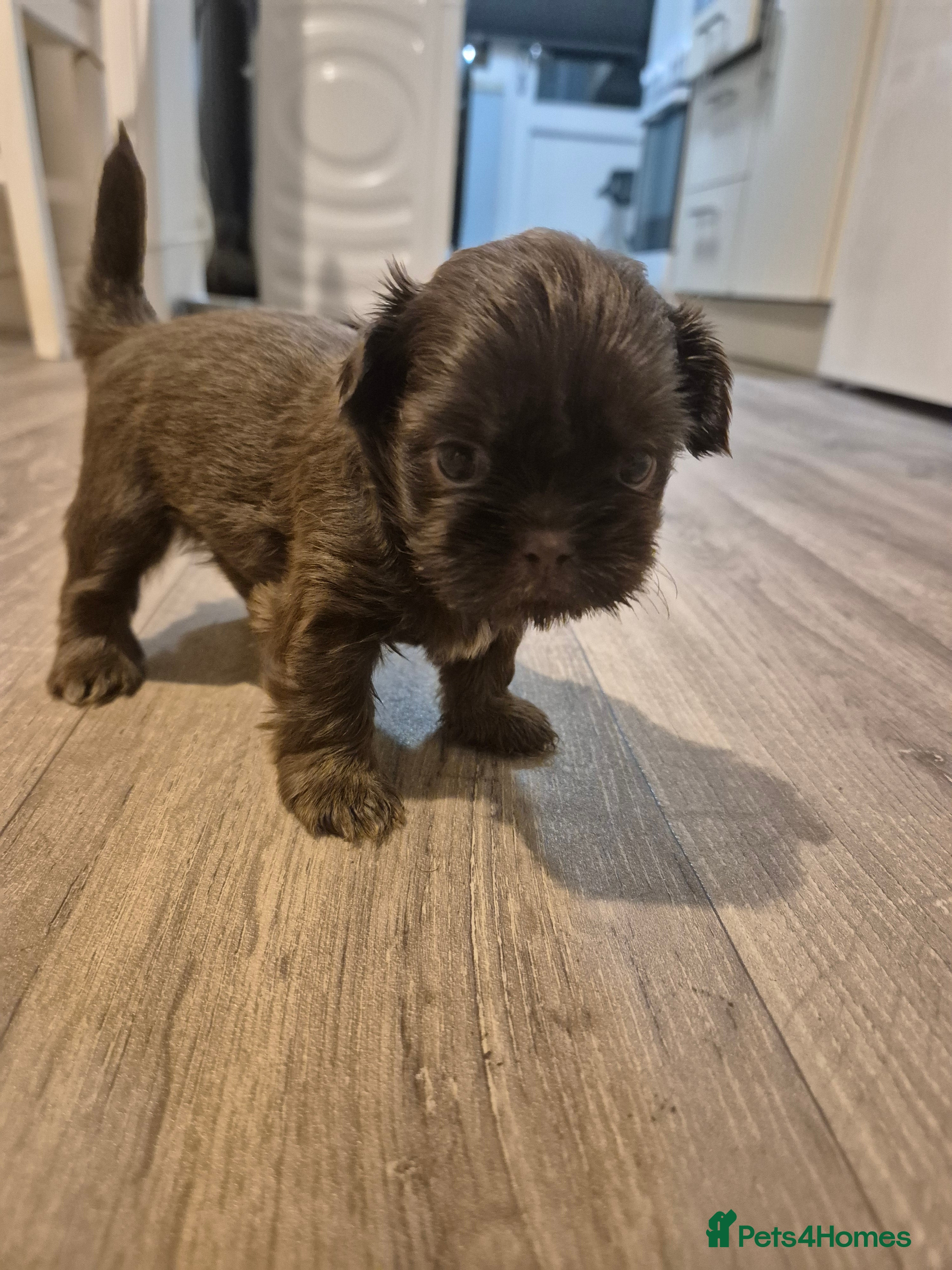 Shih Tzu dogs Beautiful Karashishi Imperial Shih Tzu Puppies  - Advert 5