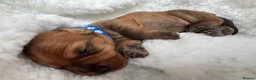 Mixed Breed dogs for sale: Doxipoo’s  - Advert 13