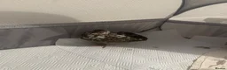 Quail poultry for sale: Unsexed Coturnix Quail just over 4 weeks old in Beckenham - Advert 4
