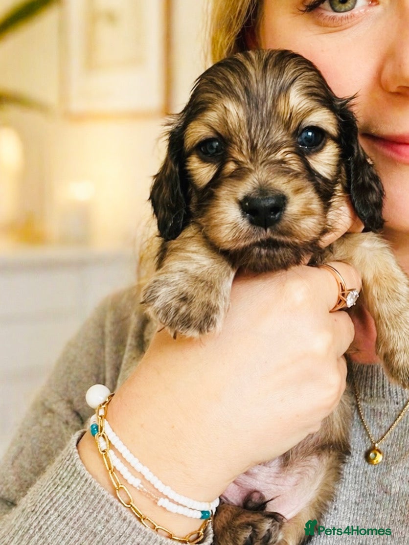 Miniature Dachshund dogs 5 star Licensed family Breeder Shaded Creams - Advert 14