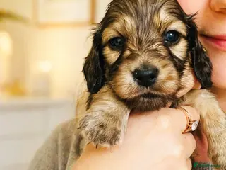 Miniature Dachshund dogs 5 star Licensed family Breeder Shaded Creams - Advert 15