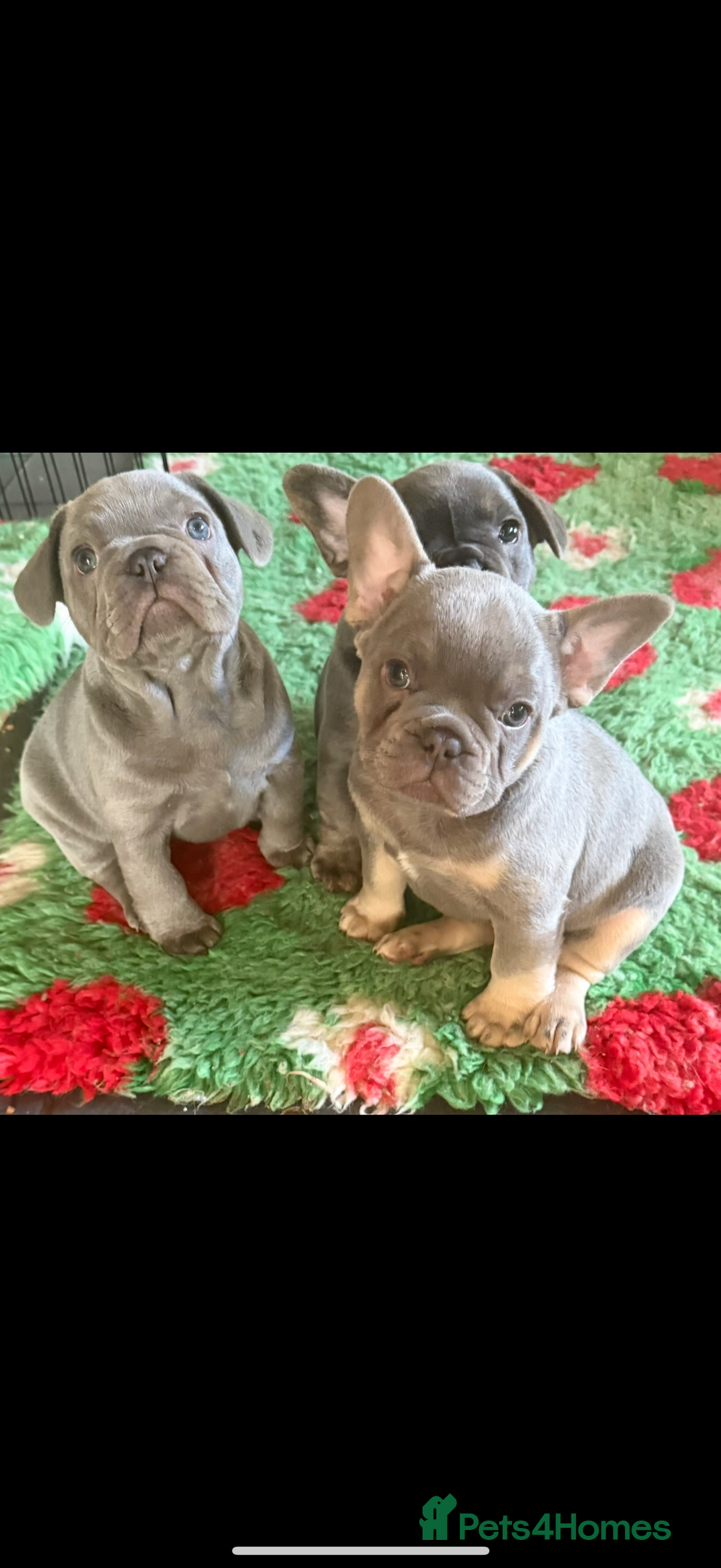 French Bulldog dogs for sale: Amazing Frenchies ready now.  - Image 7