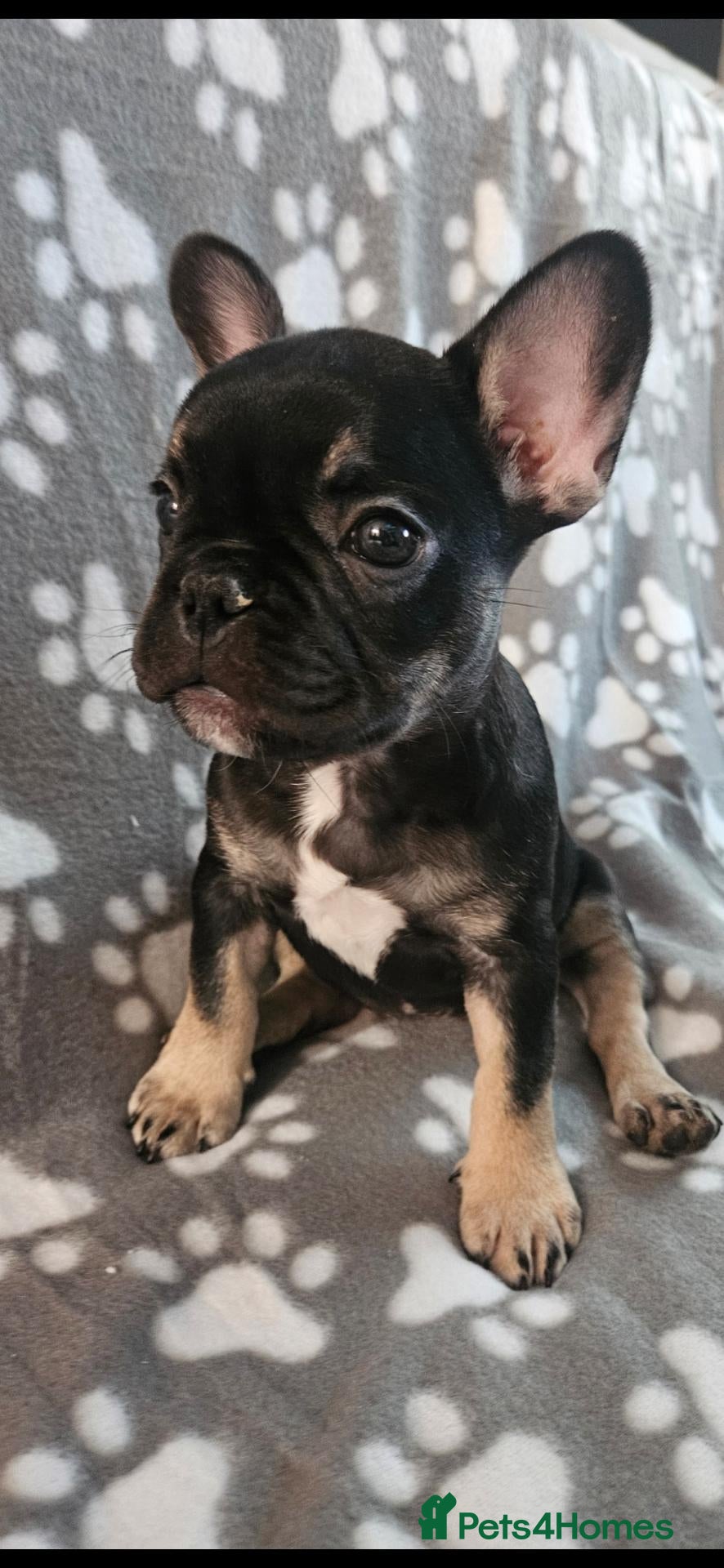 French Bulldog dogs French bulldog puppy 8 weeks boys and girls - Advert 7