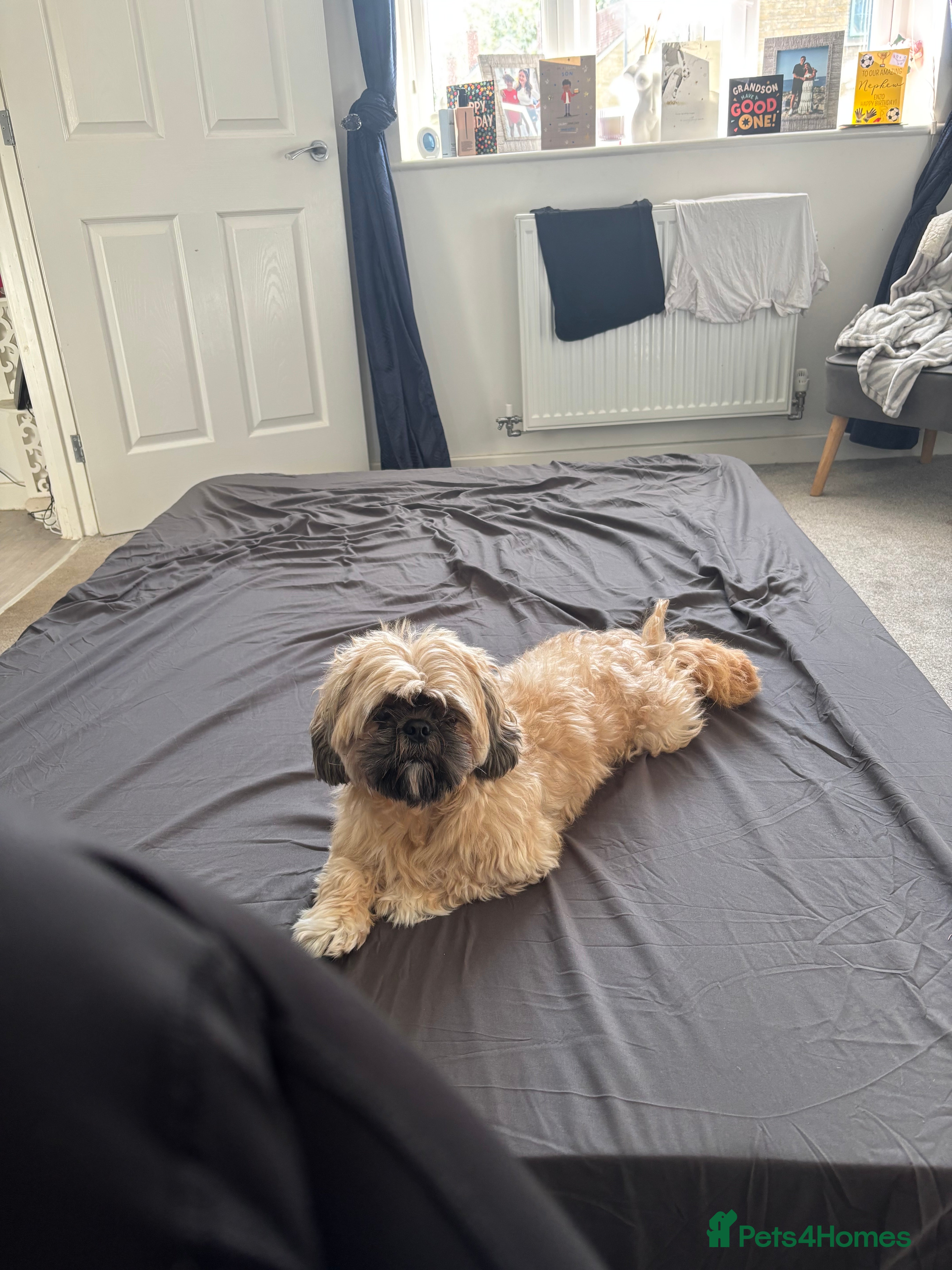 Shih Tzu dogs Male dog - Advert 11