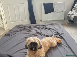 Shih Tzu dogs Male dog - Advert 11