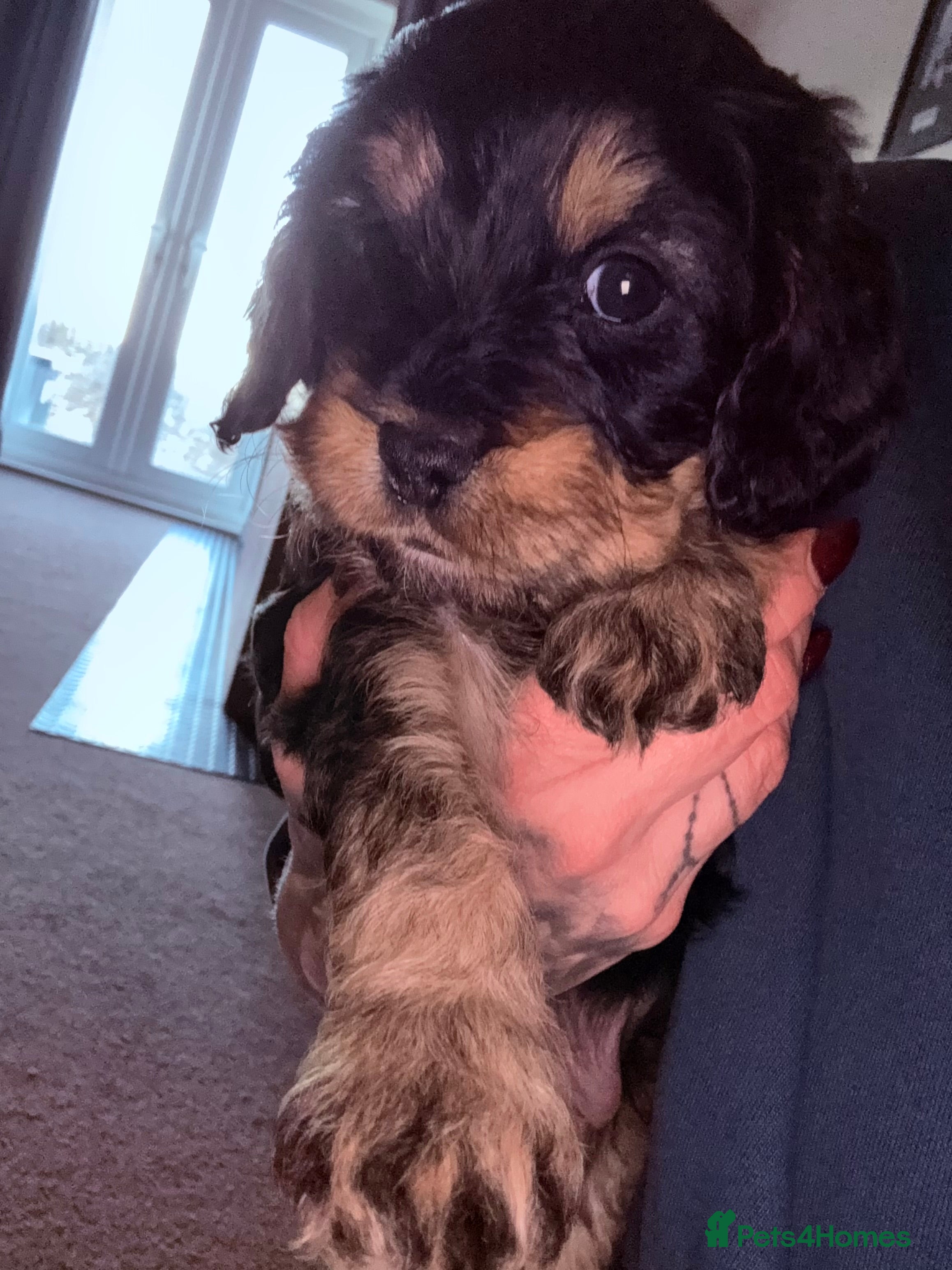 Mixed Breed dogs Beautiful Cavapoo puppies  - Advert 12