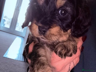 Mixed Breed dogs Beautiful Cavapoo puppies - Advert 12