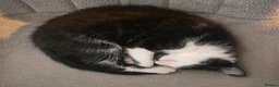 Mixed Breed cats for sale: Mother and kitten looking for a home  - Advert 3