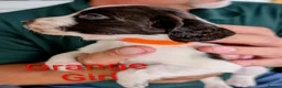 Cocker Spaniel dogs for sale: Adorable cocker spaniels for sale  - Advert 2