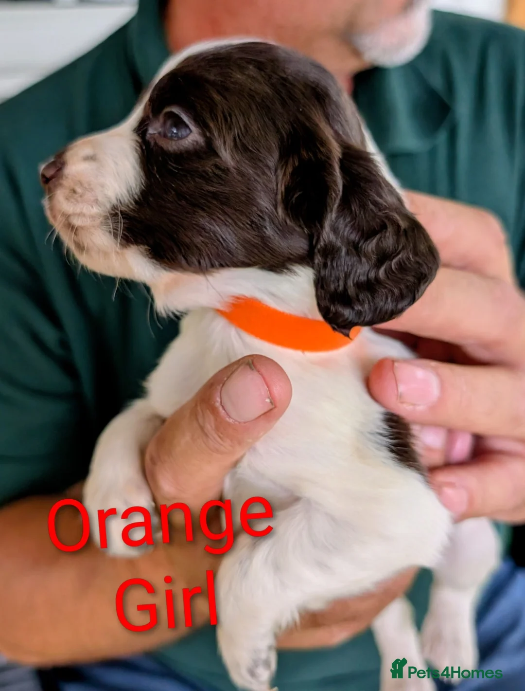 Cocker Spaniel dogs for sale: Adorable cocker spaniels for sale  - Advert 2