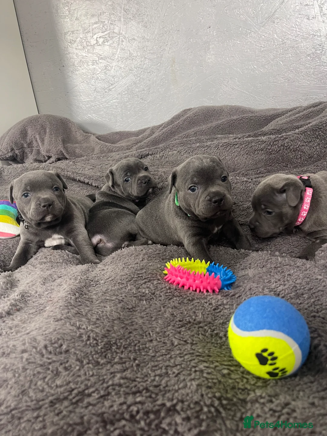 Staffordshire Bull Terrier dogs for sale: Blue Staffordshire bull terriers - Advert 1